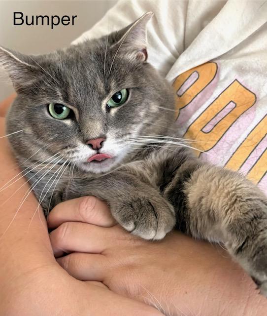 Enlarge Bumper, a Adoptable mixed breed in Annapolis, MD image 1/6