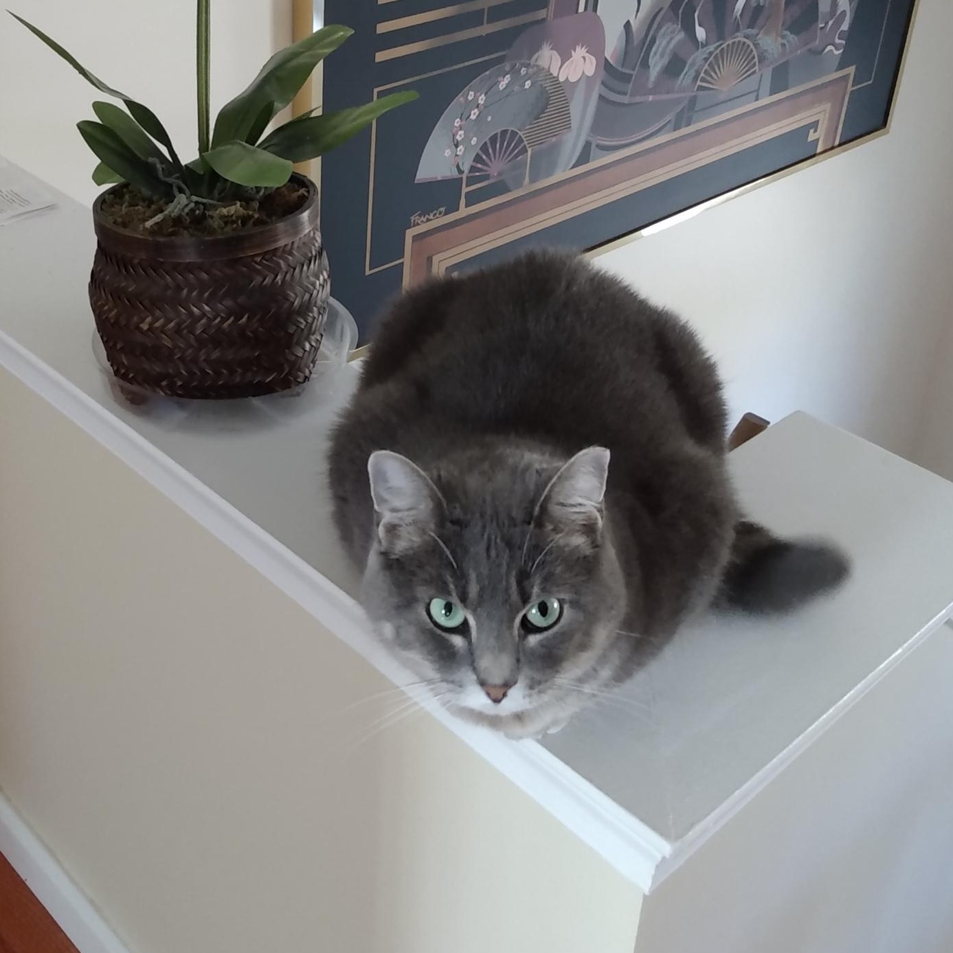 Enlarge Bumper, a Adoptable mixed breed in Annapolis, MD image 2/6