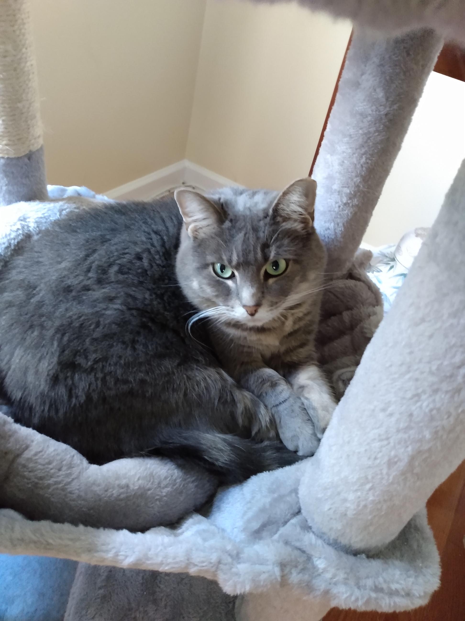 Bumper, Adoptable, Adult Female Domestic Short Hair & Tabby.