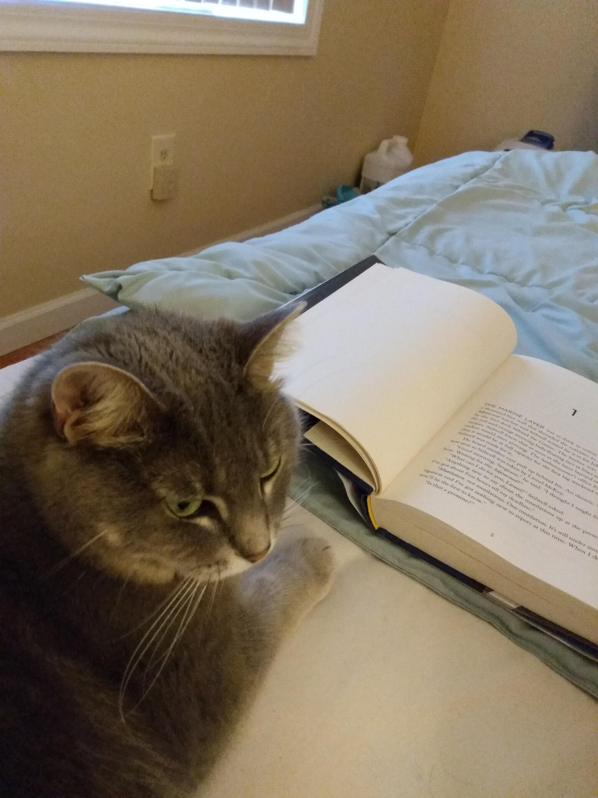 Lilly, a Adoptable mixed breed in Annapolis, MD image 2/6