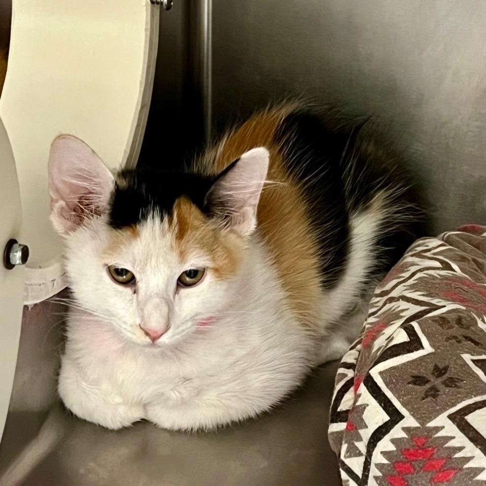 Penny, Adoptable, Adult Female Domestic Medium Hair.