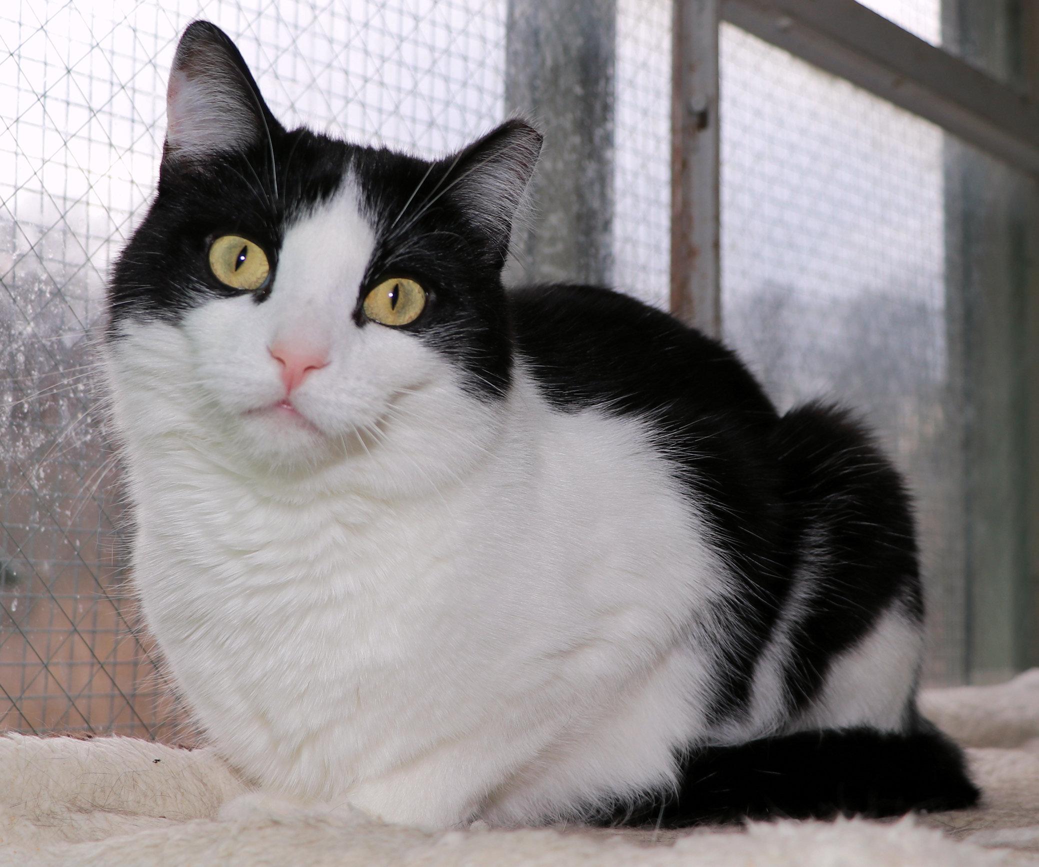 Enlarge Abe, a Adoptable Domestic Short Hair in Cincinnati, OH image 3/3