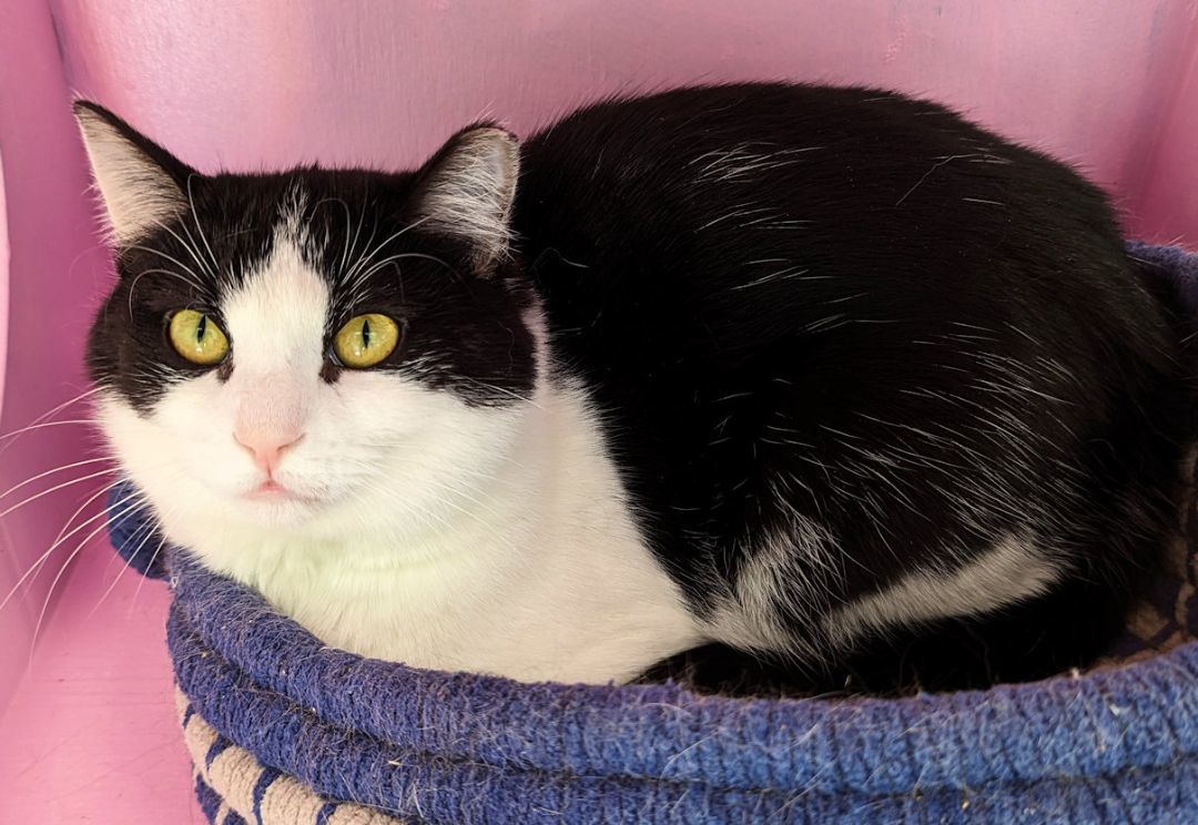 Abe, a Adoptable Domestic Short Hair in Cincinnati, OH image 2/2