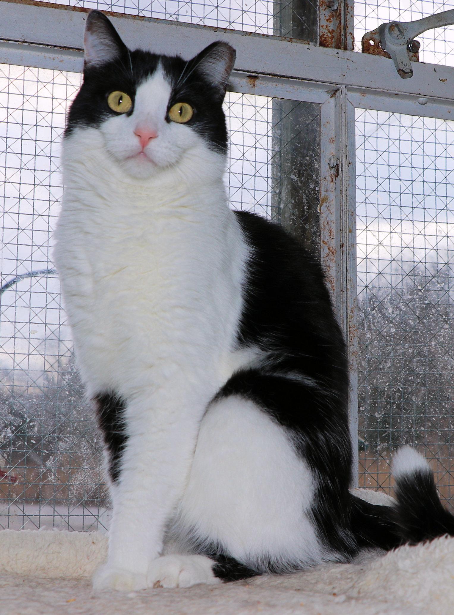 Enlarge Abe, a Adoptable Domestic Short Hair in Cincinnati, OH image 2/3