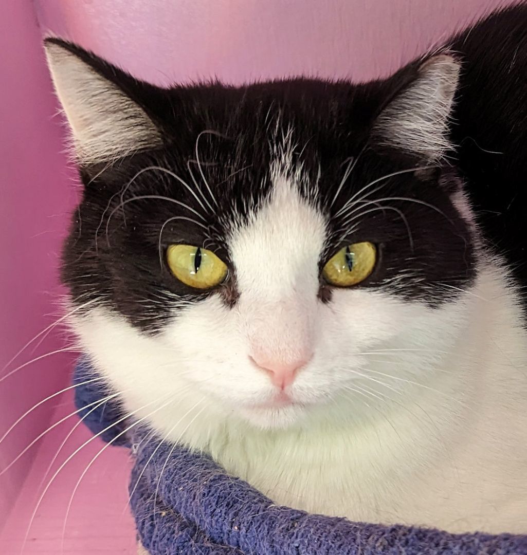 Abe, a Adoptable Domestic Short Hair in Cincinnati, OH image 1/2