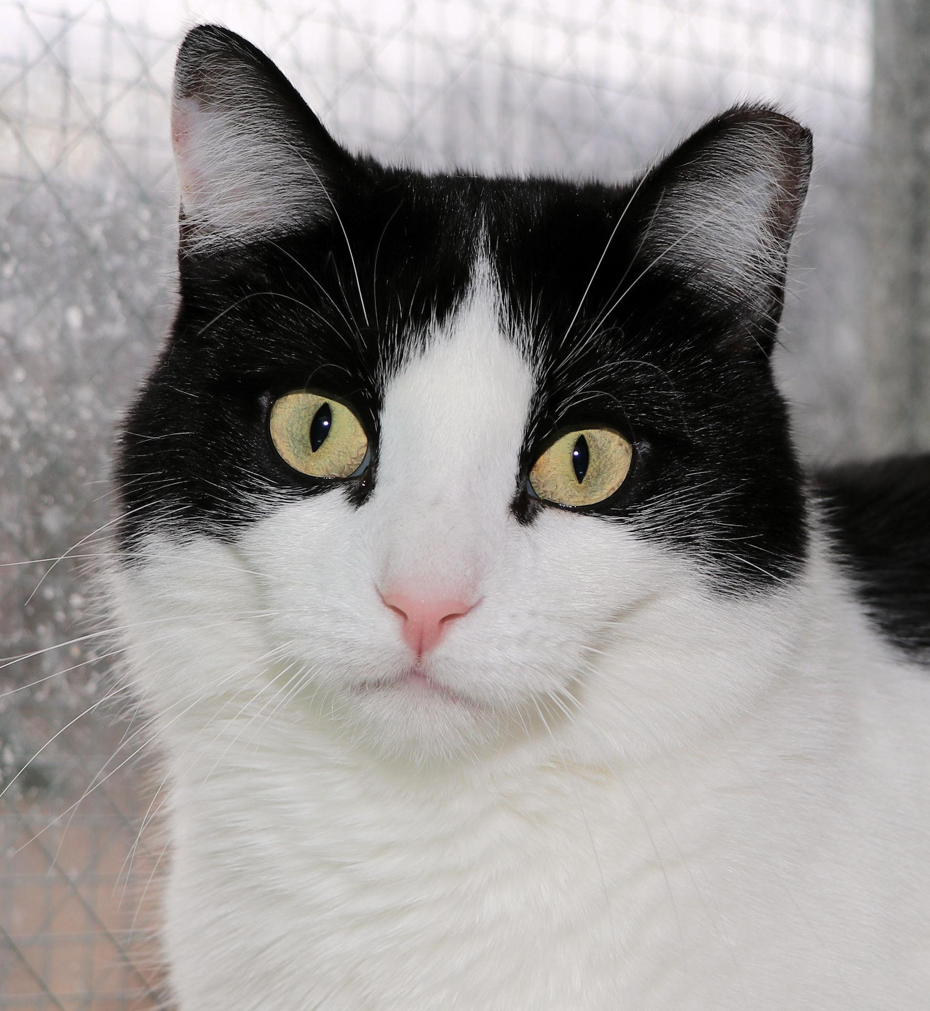 Enlarge Abe, a Adoptable Domestic Short Hair in Cincinnati, OH image 1/3