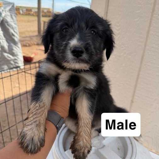 Enlarge Brigham, an adopted mixed breed in Scottsdale, AZ image 2/3