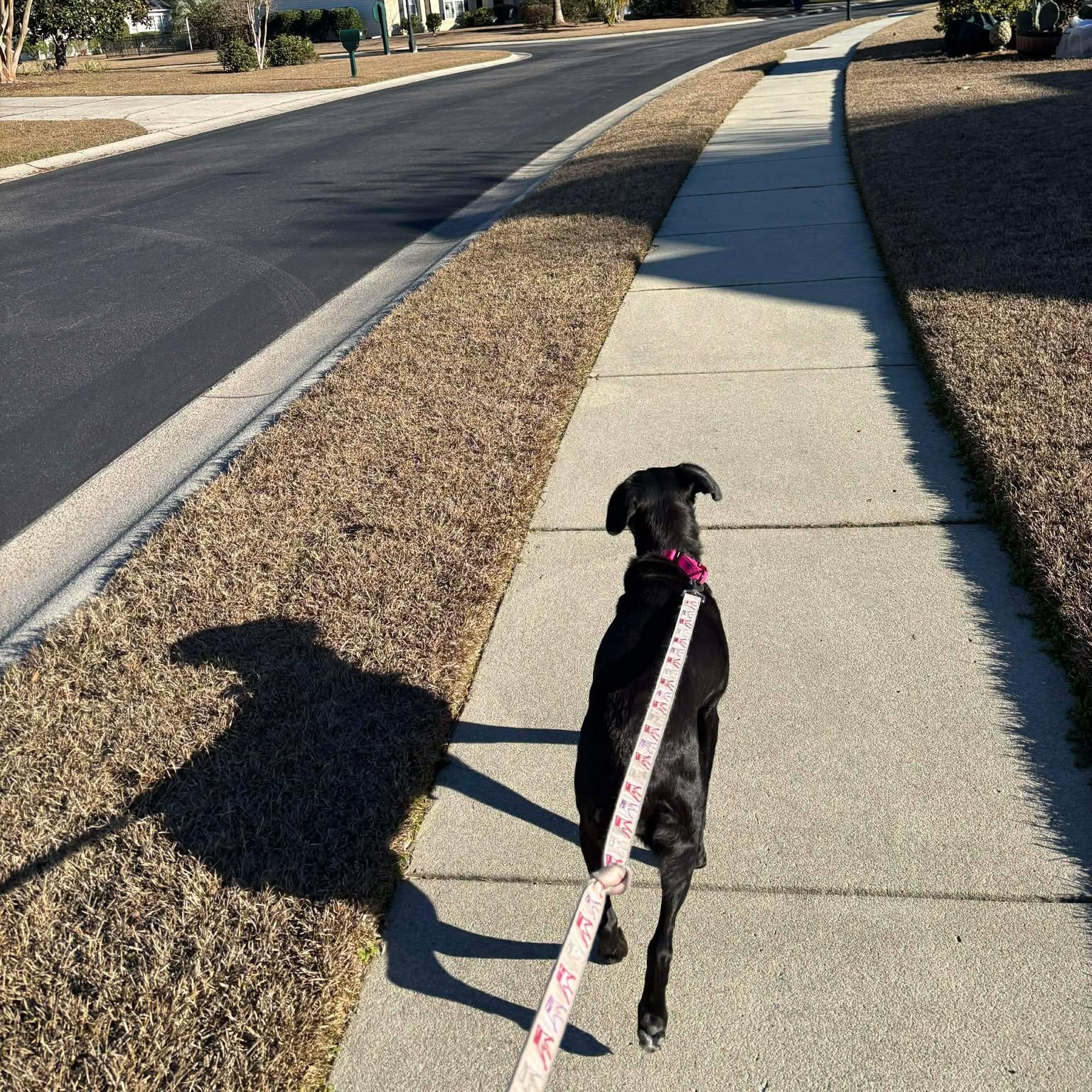 Enlarge Raven, a ADOPTABLE Black Labrador Retriever in Wando, SC image 5/5
