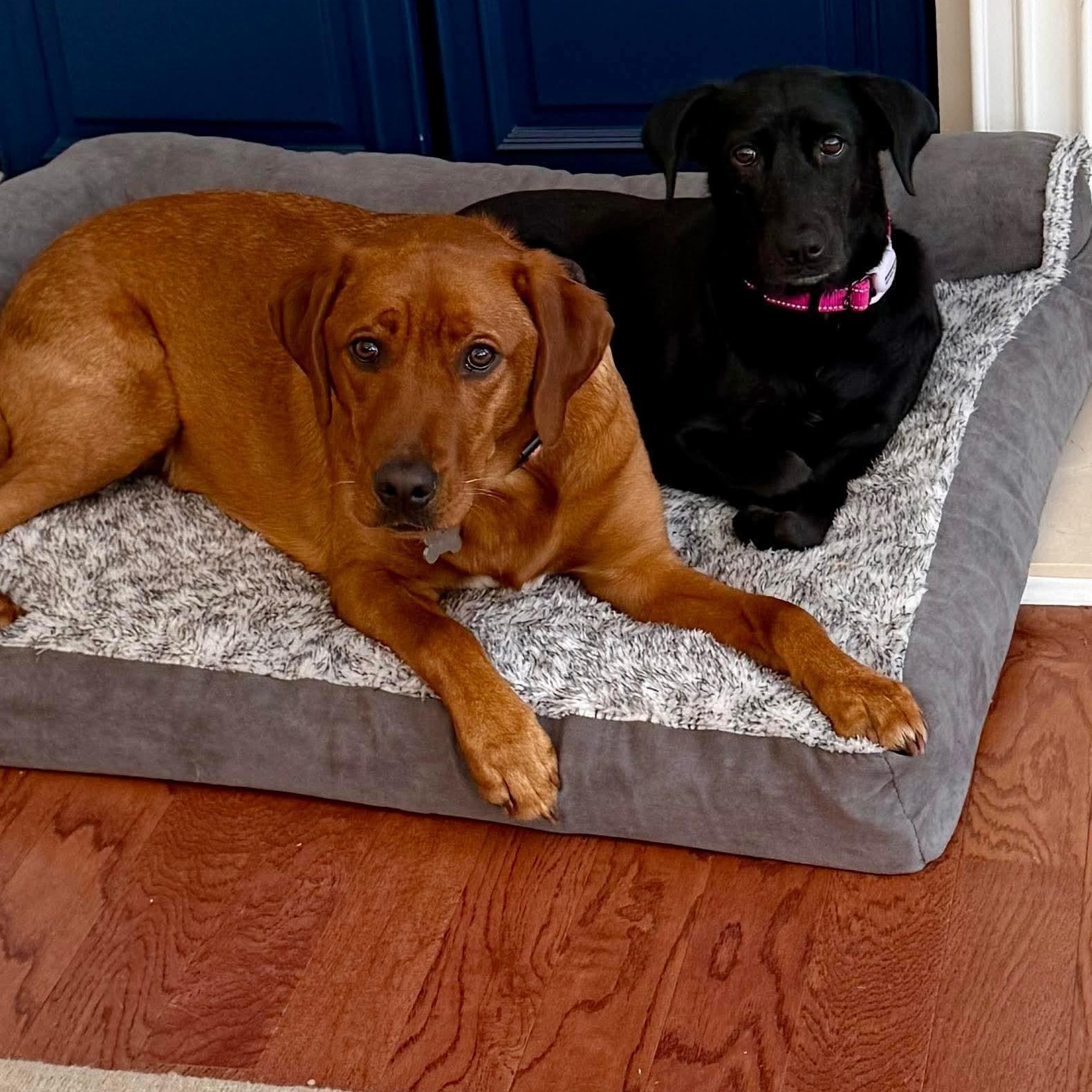 Raven, a ADOPTABLE Black Labrador Retriever in Wando, SC image 6/6