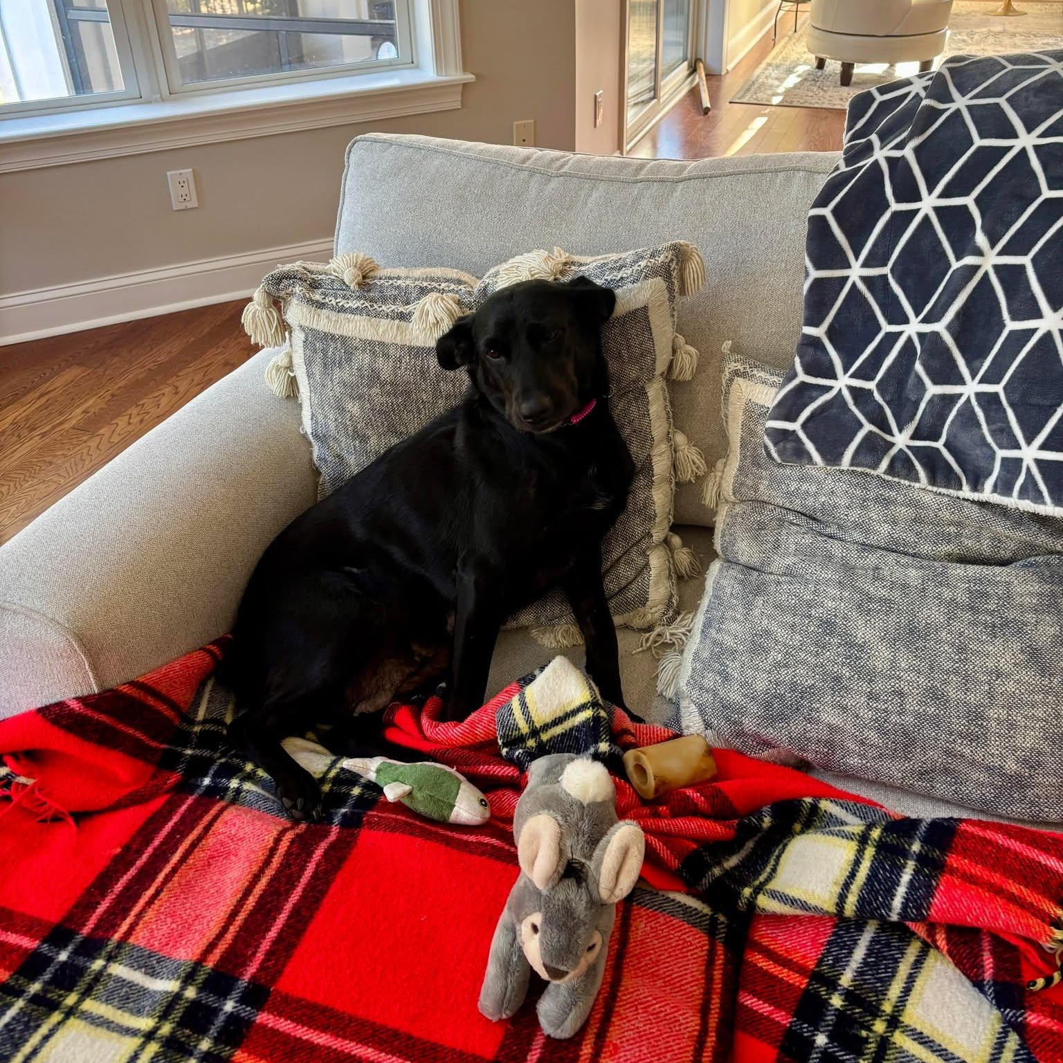 Enlarge Raven, a ADOPTABLE Black Labrador Retriever in Wando, SC image 1/5