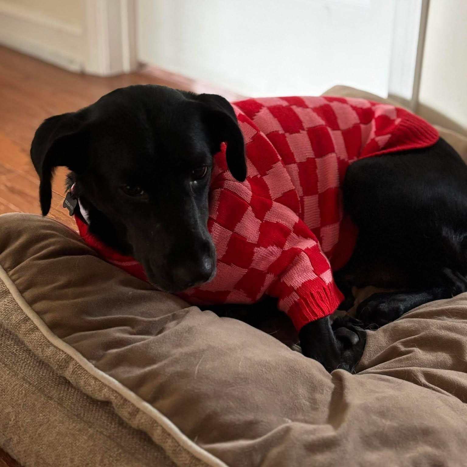Enlarge Raven, a ADOPTABLE Black Labrador Retriever in Wando, SC image 4/5