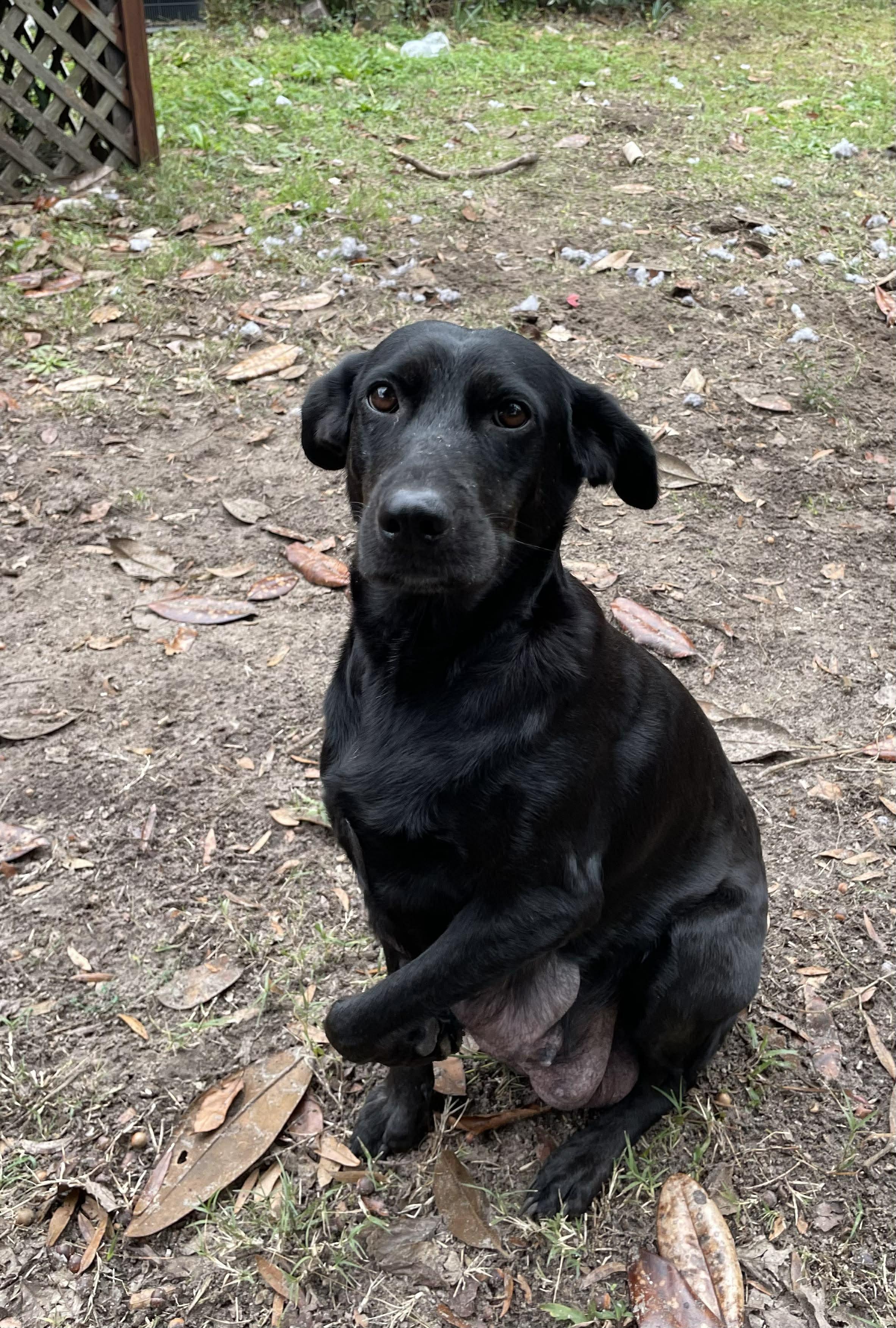 Raven, a ADOPTABLE Black Labrador Retriever in Wando, SC image 1/3