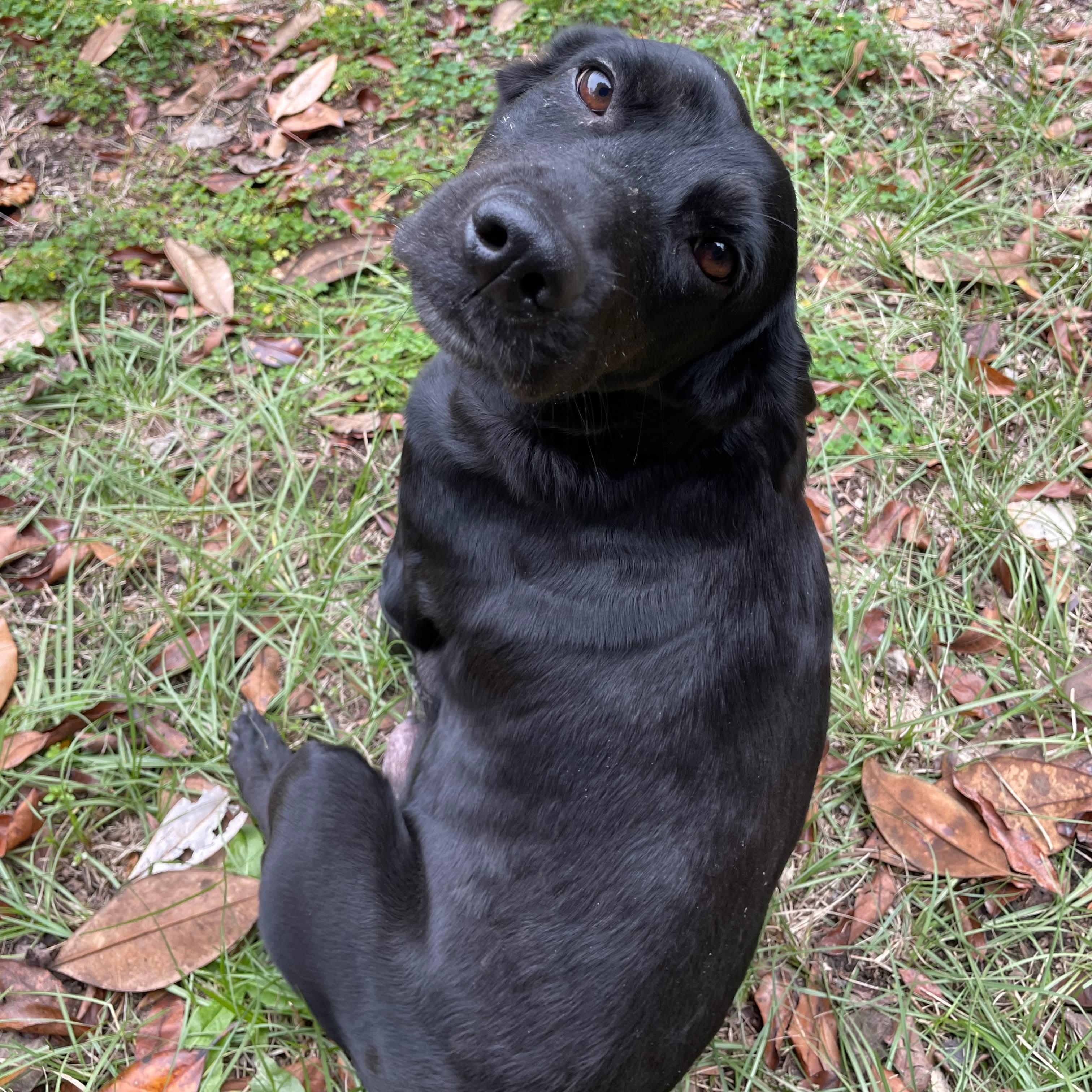 Raven, a ADOPTABLE Black Labrador Retriever in Wando, SC image 3/6