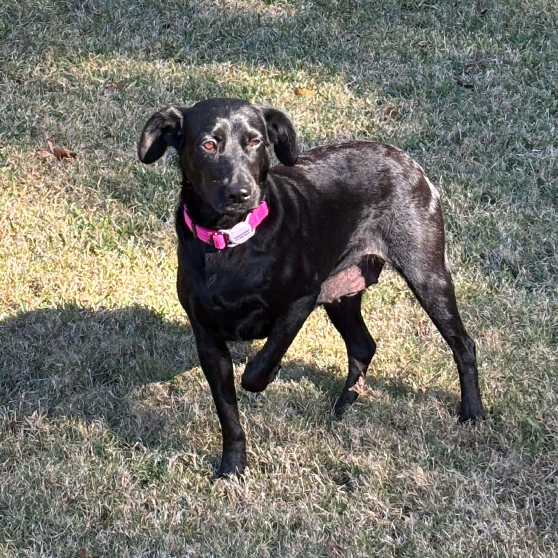 Raven, a ADOPTABLE Black Labrador Retriever in Wando, SC image 1/6