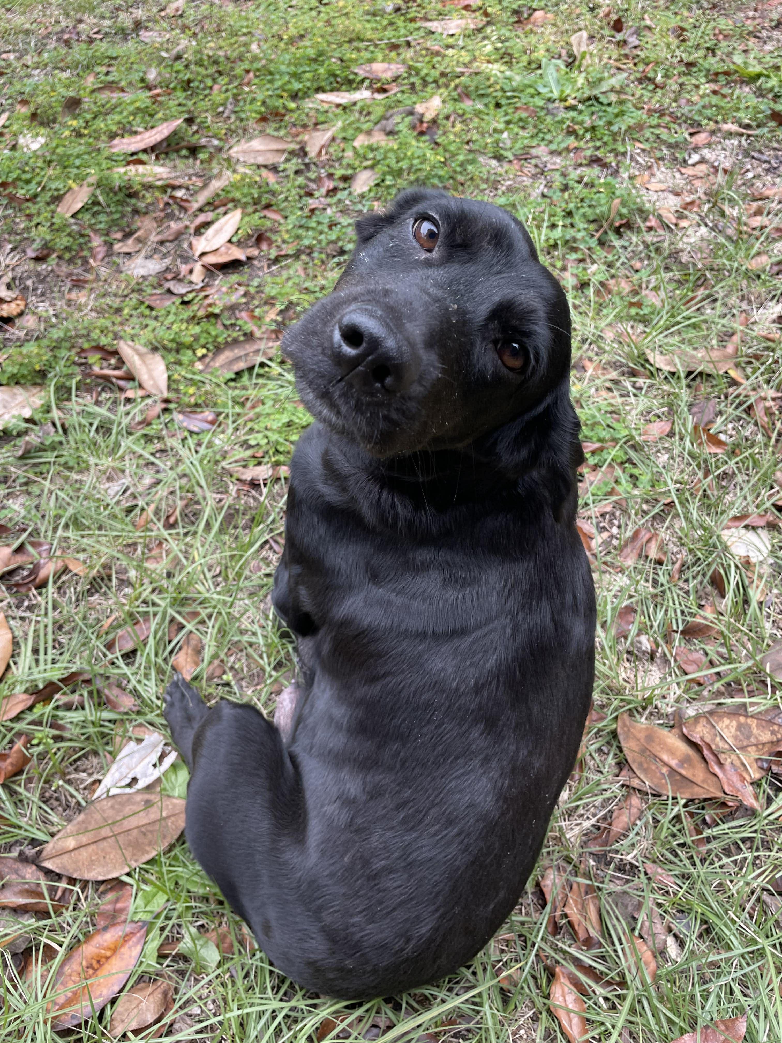 Raven, a ADOPTABLE Black Labrador Retriever in Wando, SC image 2/3