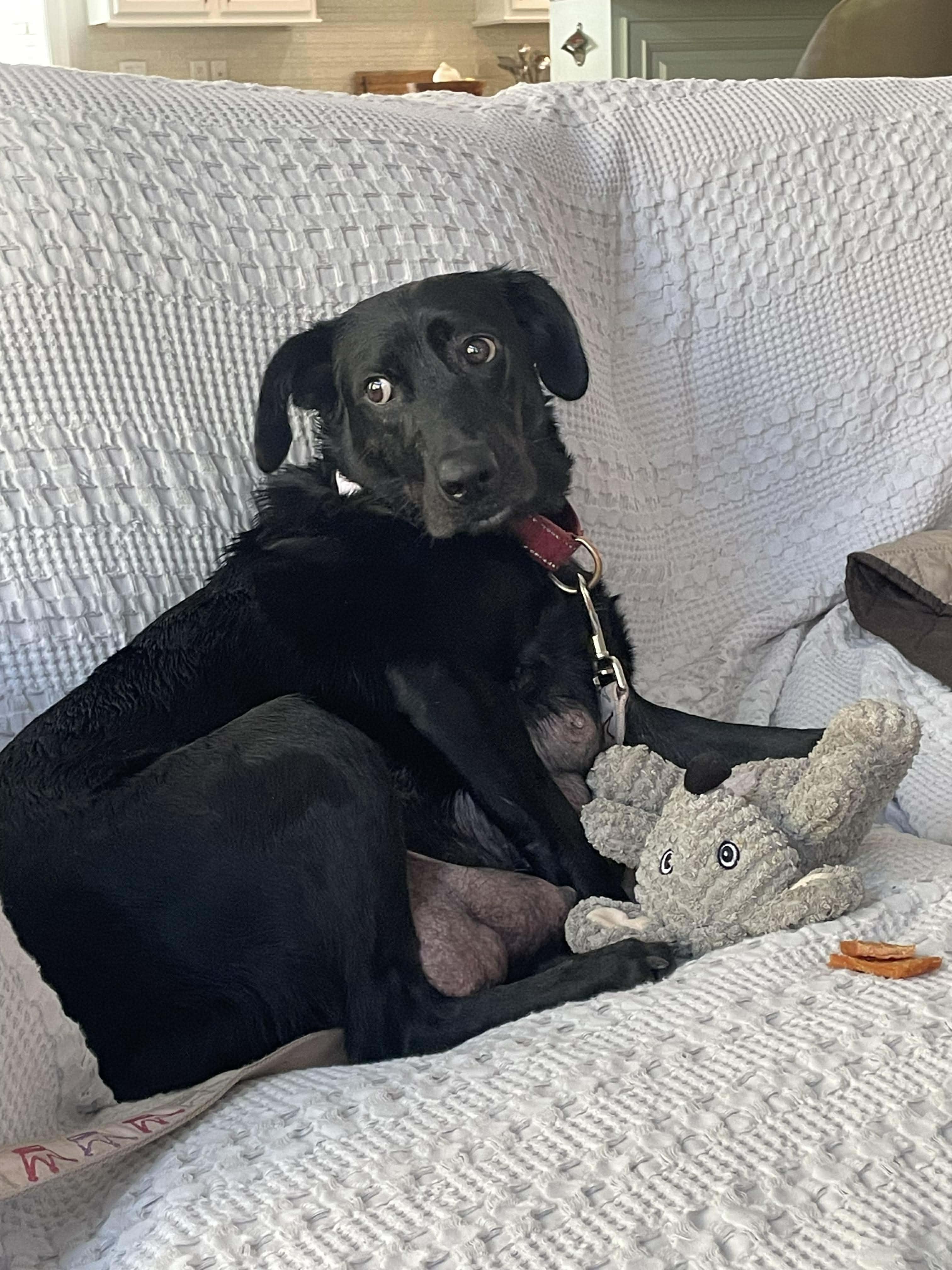 Raven, a ADOPTABLE Black Labrador Retriever in Wando, SC image 3/3