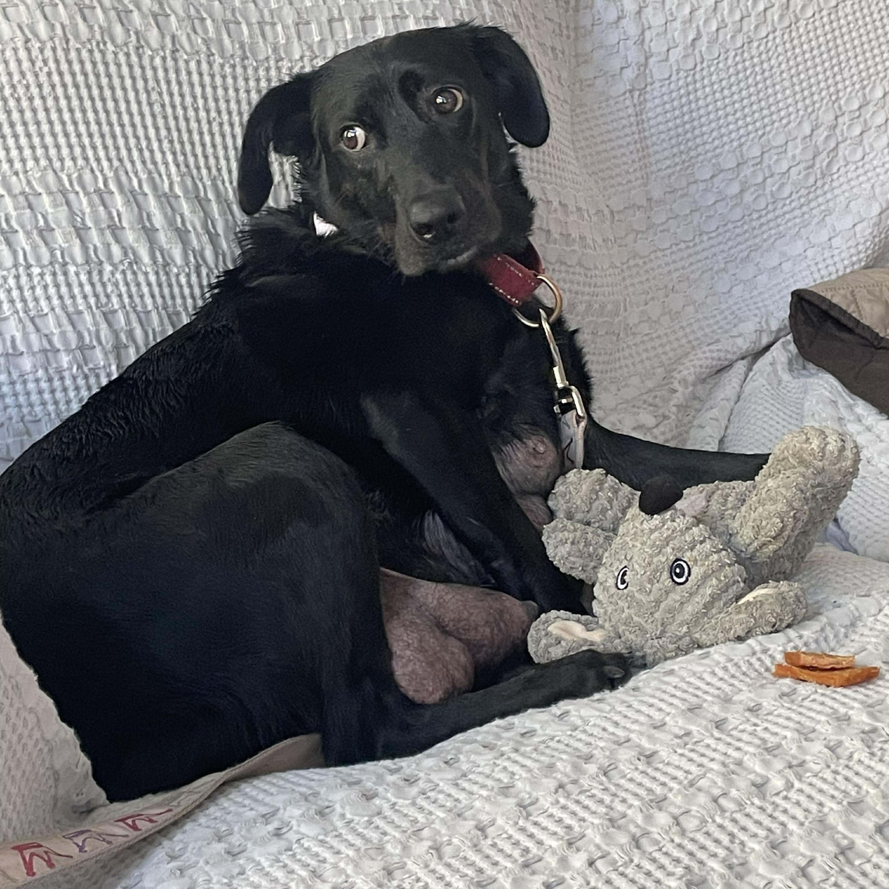 Raven, a ADOPTABLE Black Labrador Retriever in Wando, SC image 2/6