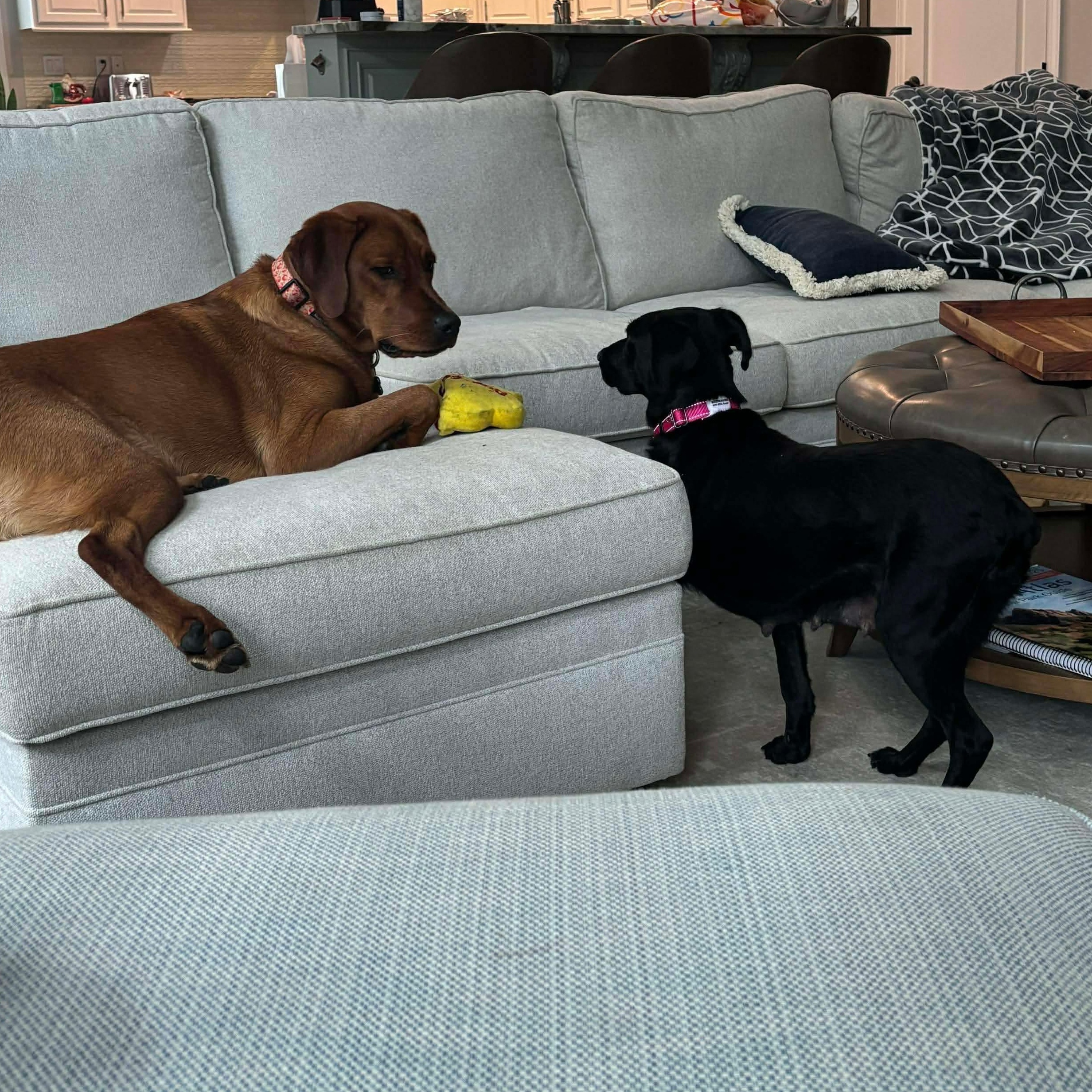 Raven, a ADOPTABLE Black Labrador Retriever in Wando, SC image 5/6