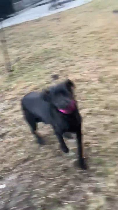 Enlarge Raven, a ADOPTABLE Black Labrador Retriever in Wando, SC video 3/5