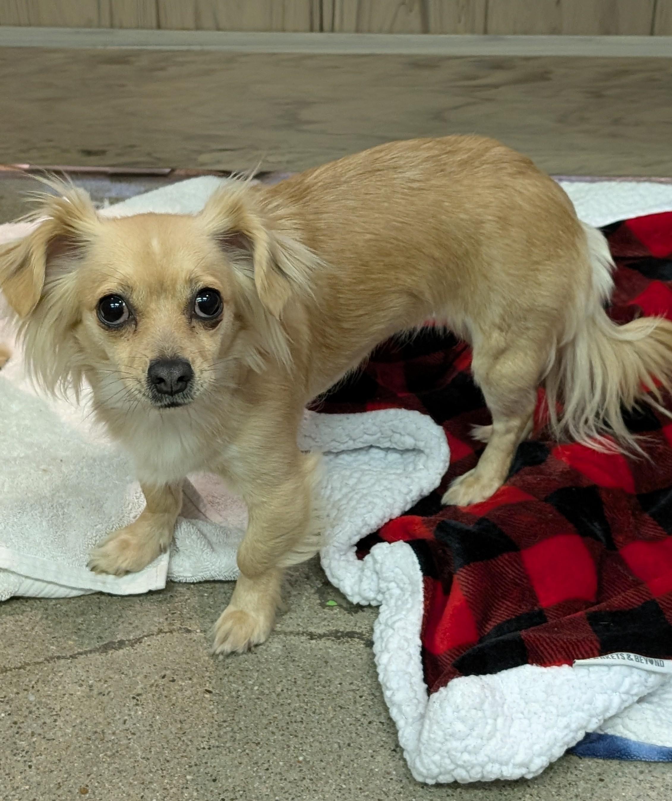 Matcha, ADOPTABLE, Young Female Chihuahua.