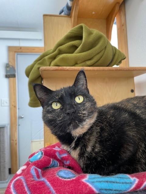 Enlarge Coco, a ADOPTABLE Domestic Short Hair in Hayward, WI image 1/1