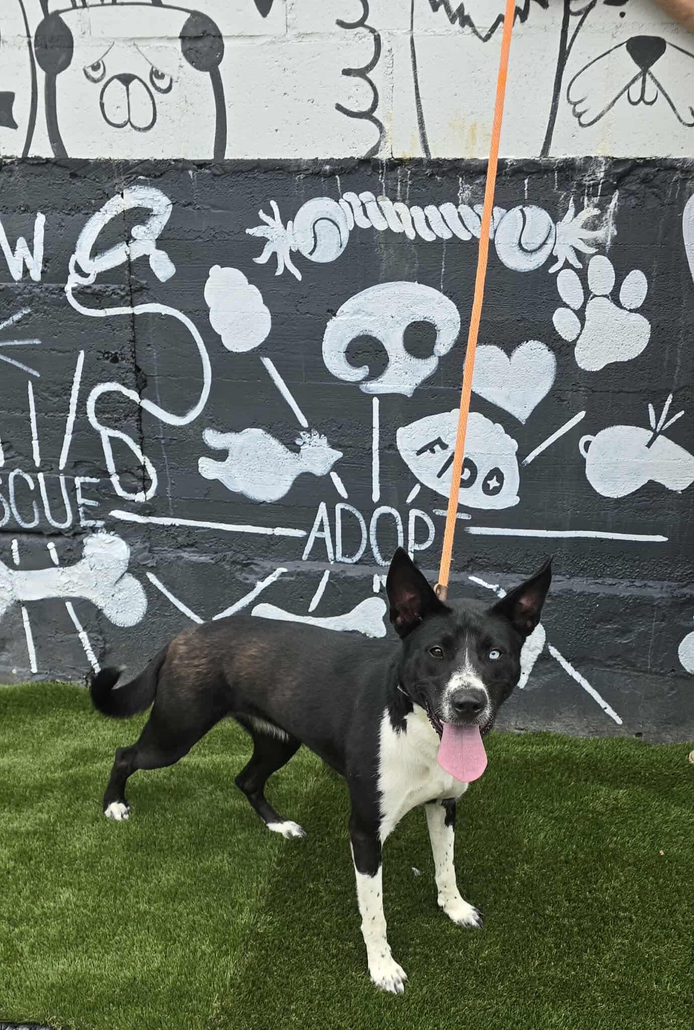 Star *foster needed*