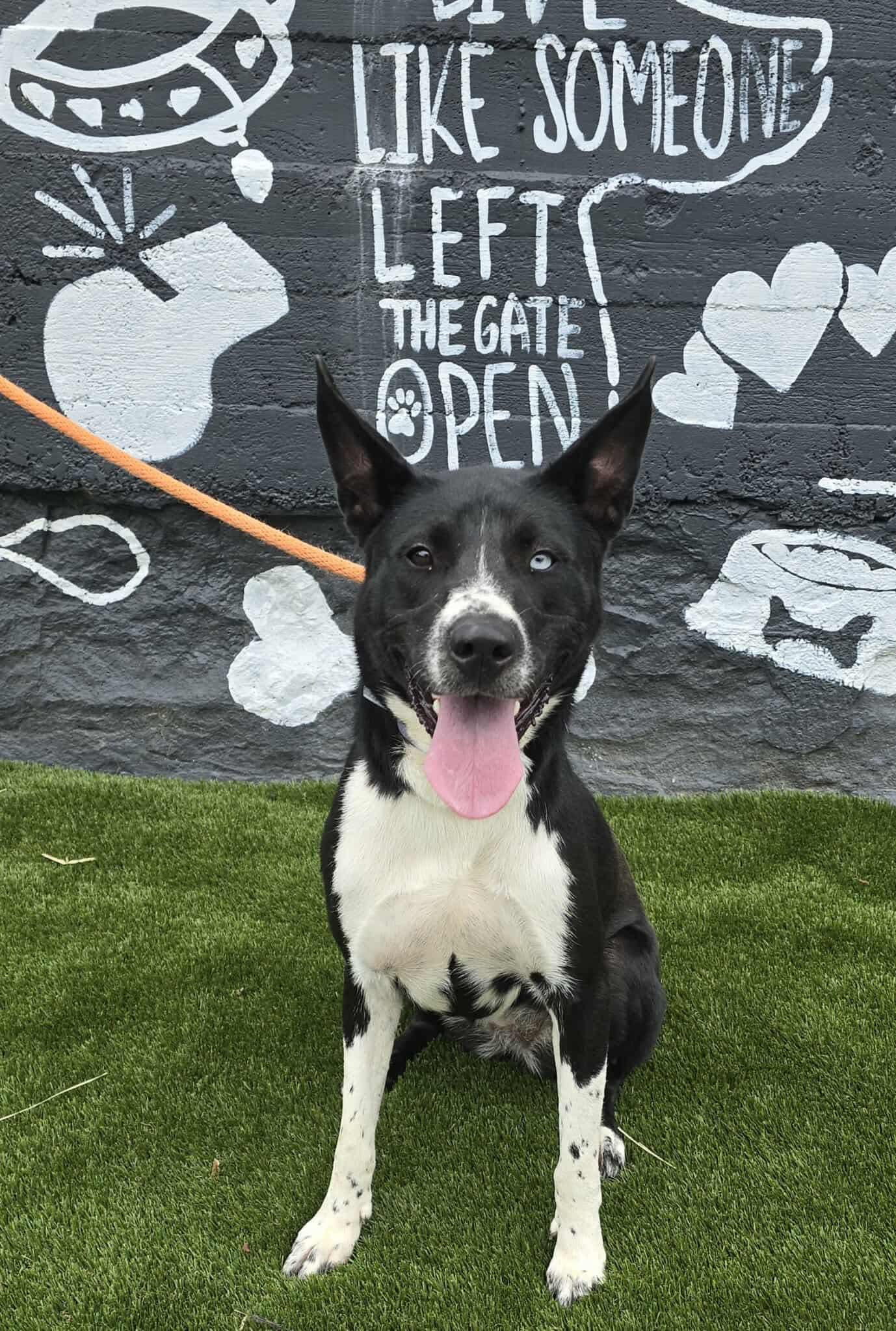Star *foster needed*