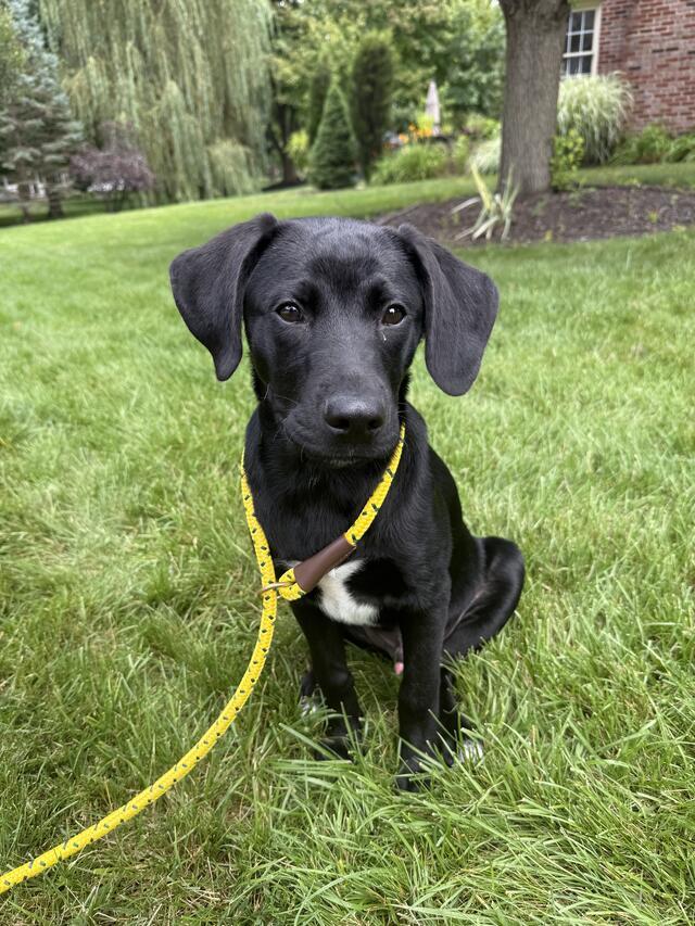 Maverick, adopted, Puppy Male Black Labrador Retriever.