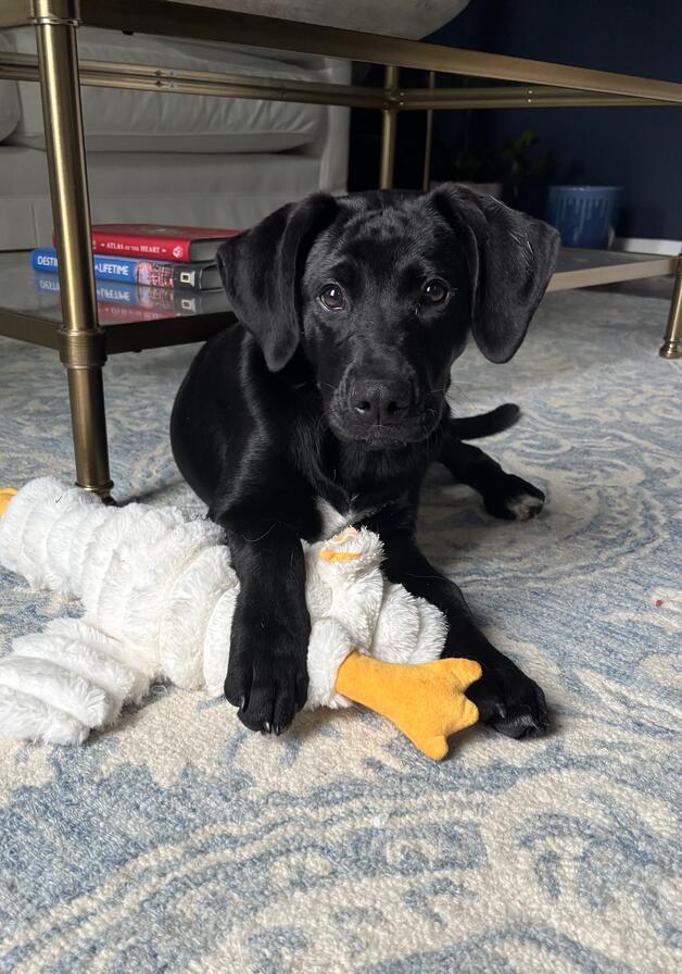 Enlarge Maverick, an adopted mixed breed in Indianapolis, IN image 3/6
