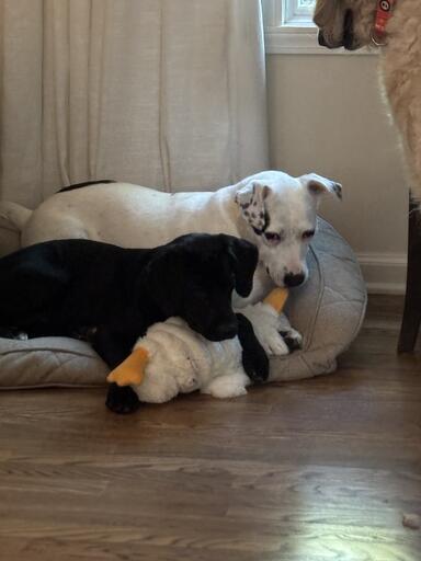 Enlarge Maverick, an adopted mixed breed in Indianapolis, IN image 4/6