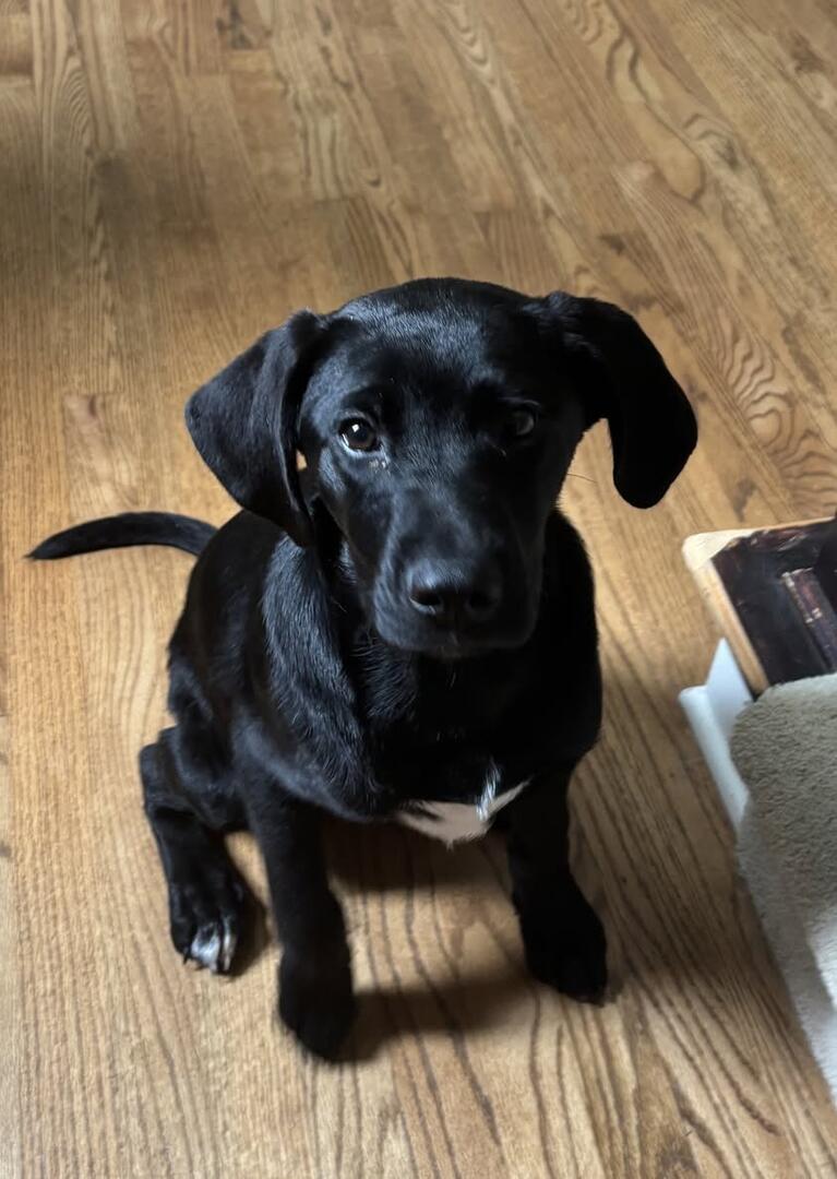 Enlarge Maverick, an adopted mixed breed in Indianapolis, IN image 2/6