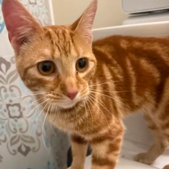 Enlarge Zest, an adopted Domestic Short Hair in Cleveland Heights, OH image 2/3