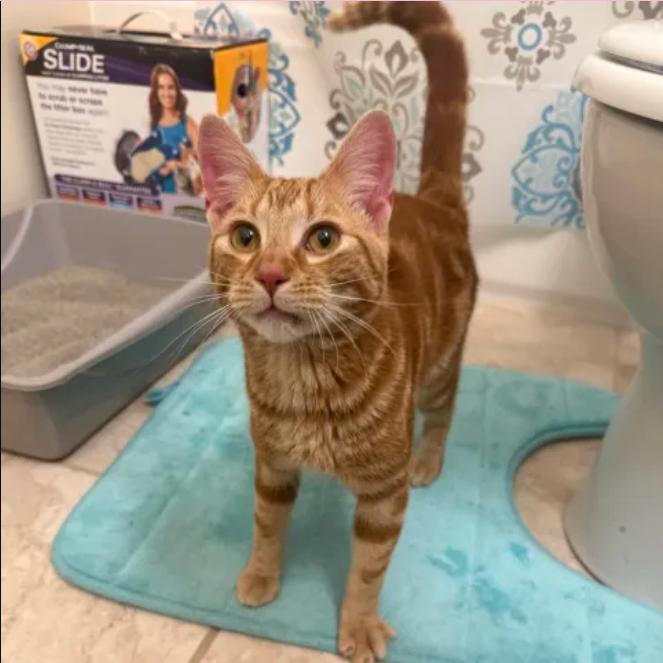 Enlarge Zest, an adopted Domestic Short Hair in Cleveland Heights, OH image 1/3