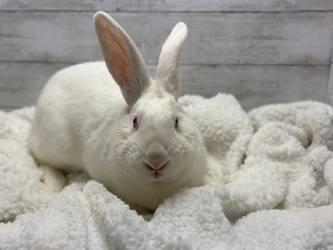 Liam, Adoptable, Adult Male Bunny Rabbit.