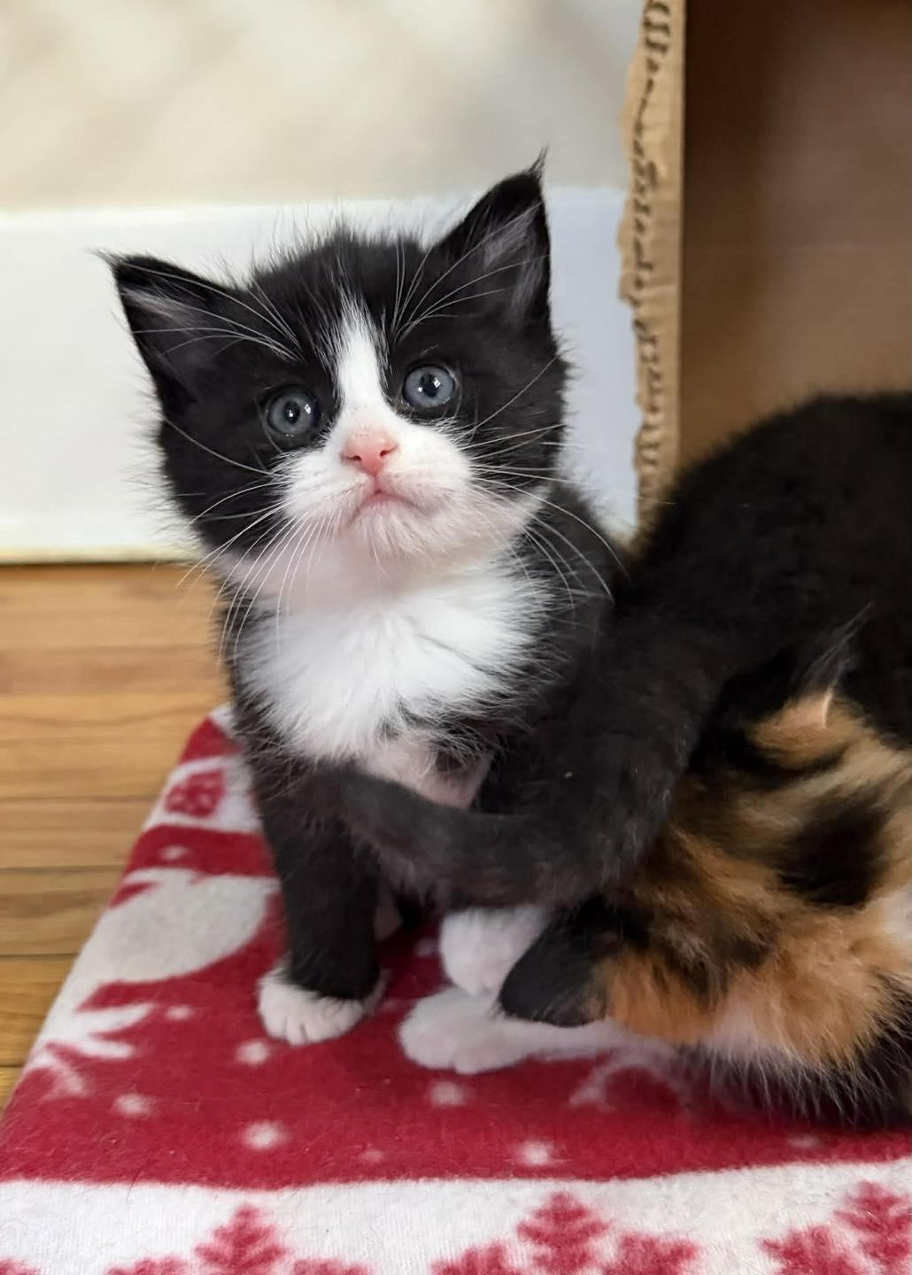 Kai, adopted, Kitten Male Domestic Medium Hair.