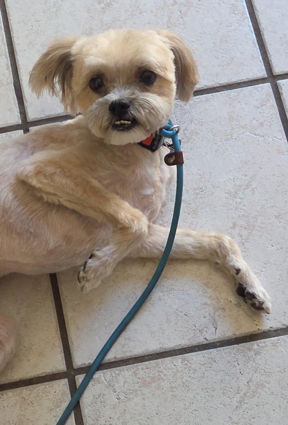 Enlarge Finnee, a ADOPTABLE Shih Tzu in Westlake Village, CA image 2/3