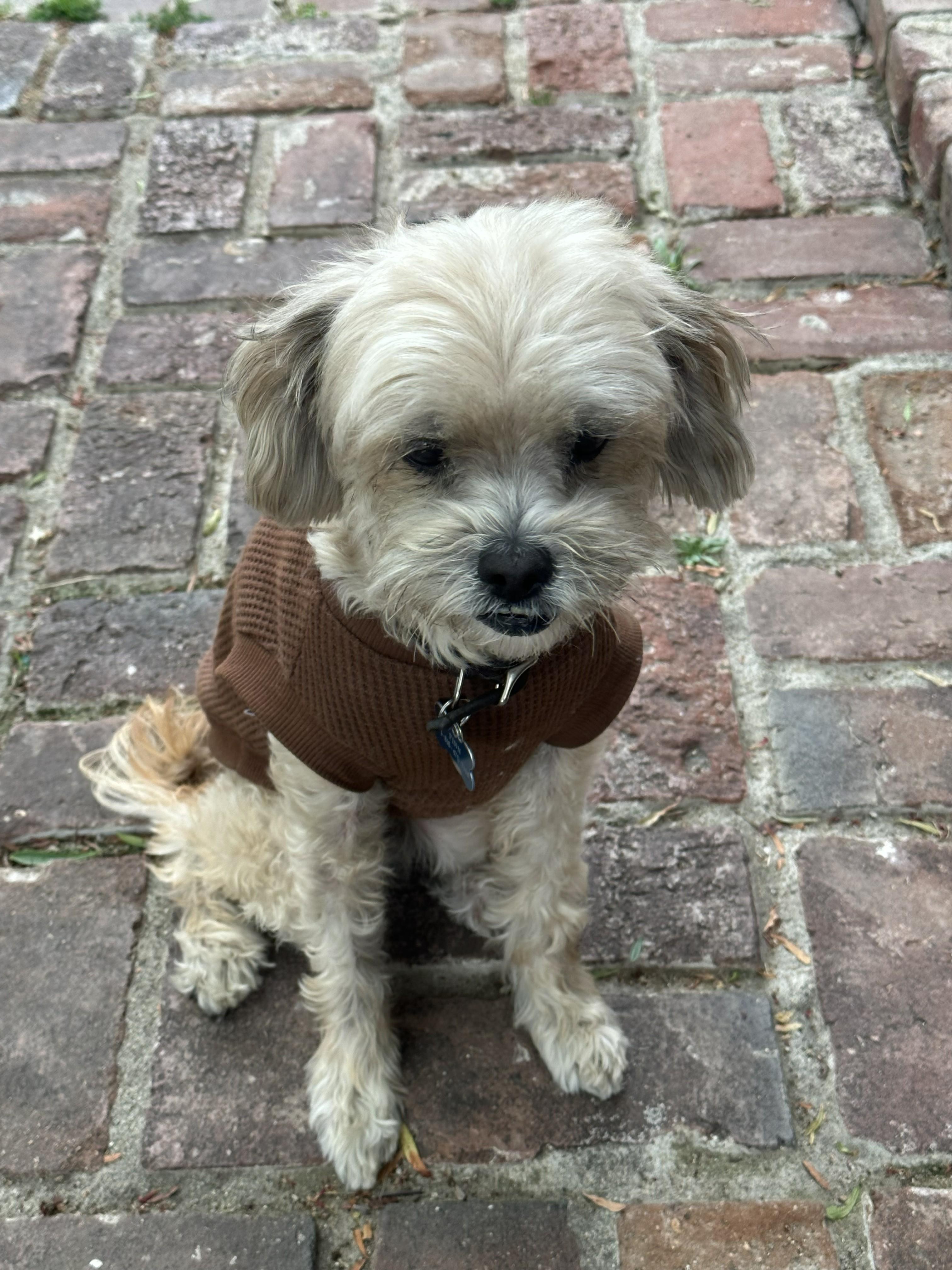 Enlarge Finn, a ADOPTABLE Shih Tzu in Studio City, CA image 3/4