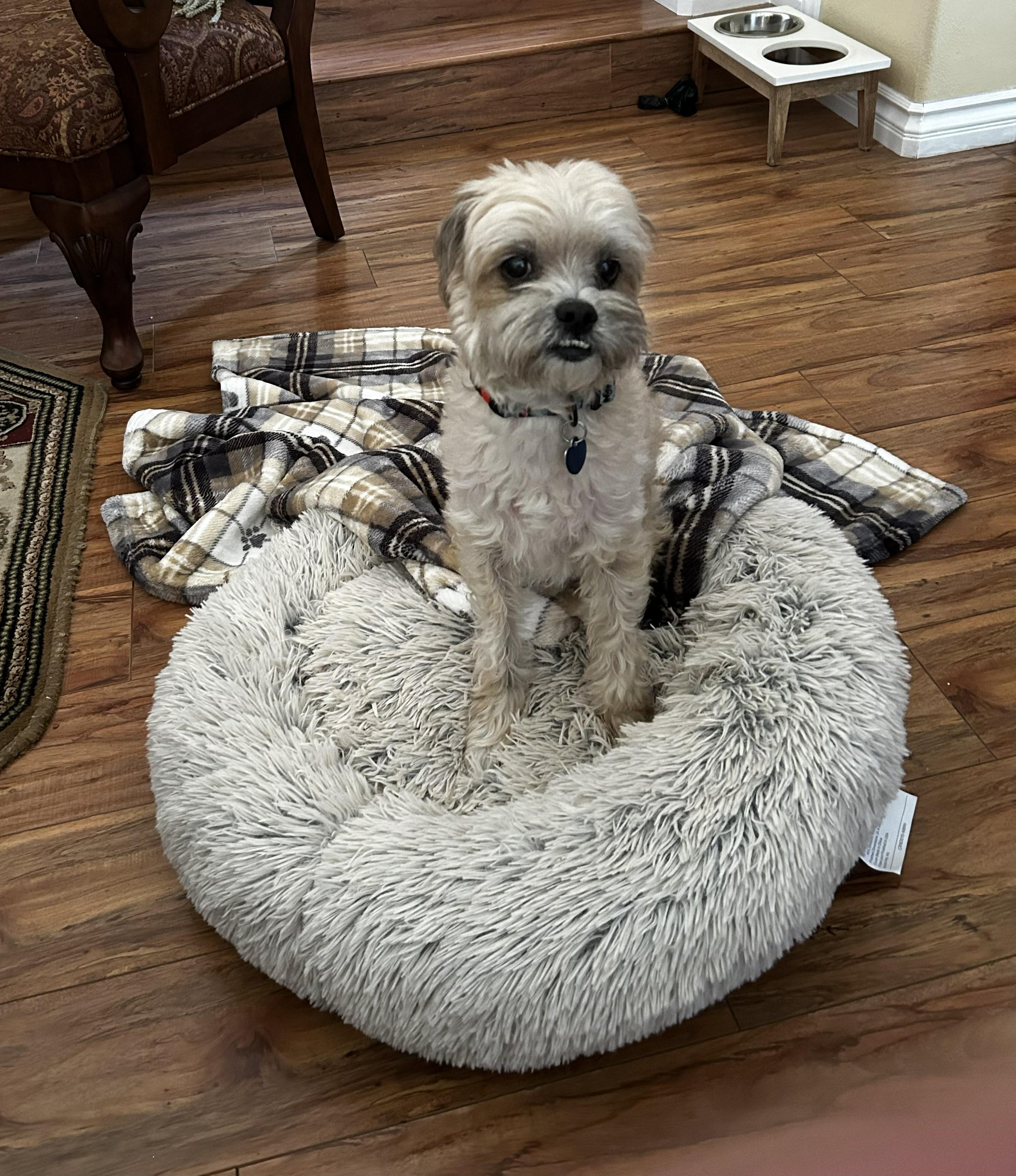 Enlarge Finn, a ADOPTABLE Shih Tzu in Studio City, CA image 2/4