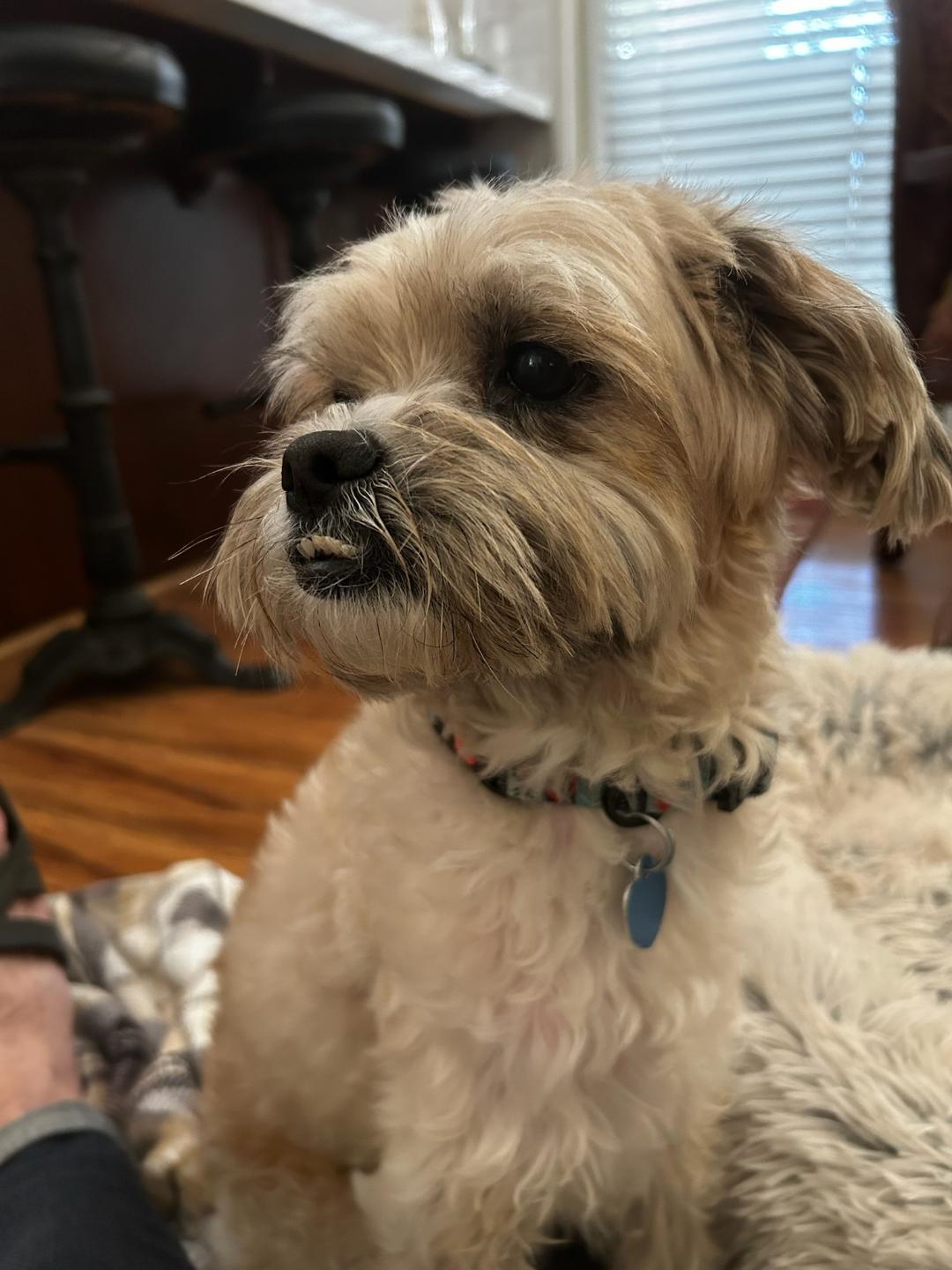 Finn, ADOPTABLE, Adult Male Shih Tzu.