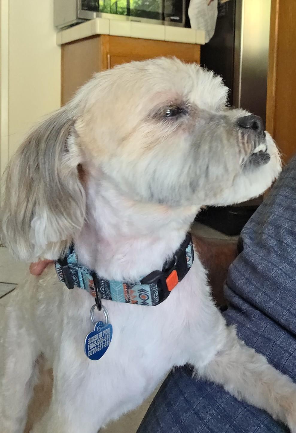 Finnee, ADOPTABLE, Adult Male Shih Tzu.