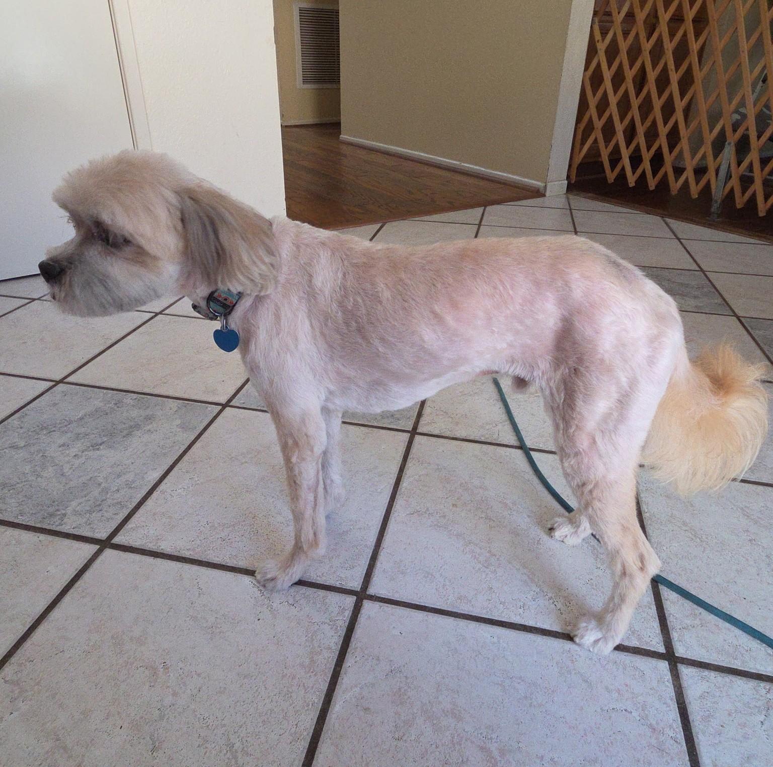 Enlarge Finnee, a ADOPTABLE Shih Tzu in Westlake Village, CA image 3/3