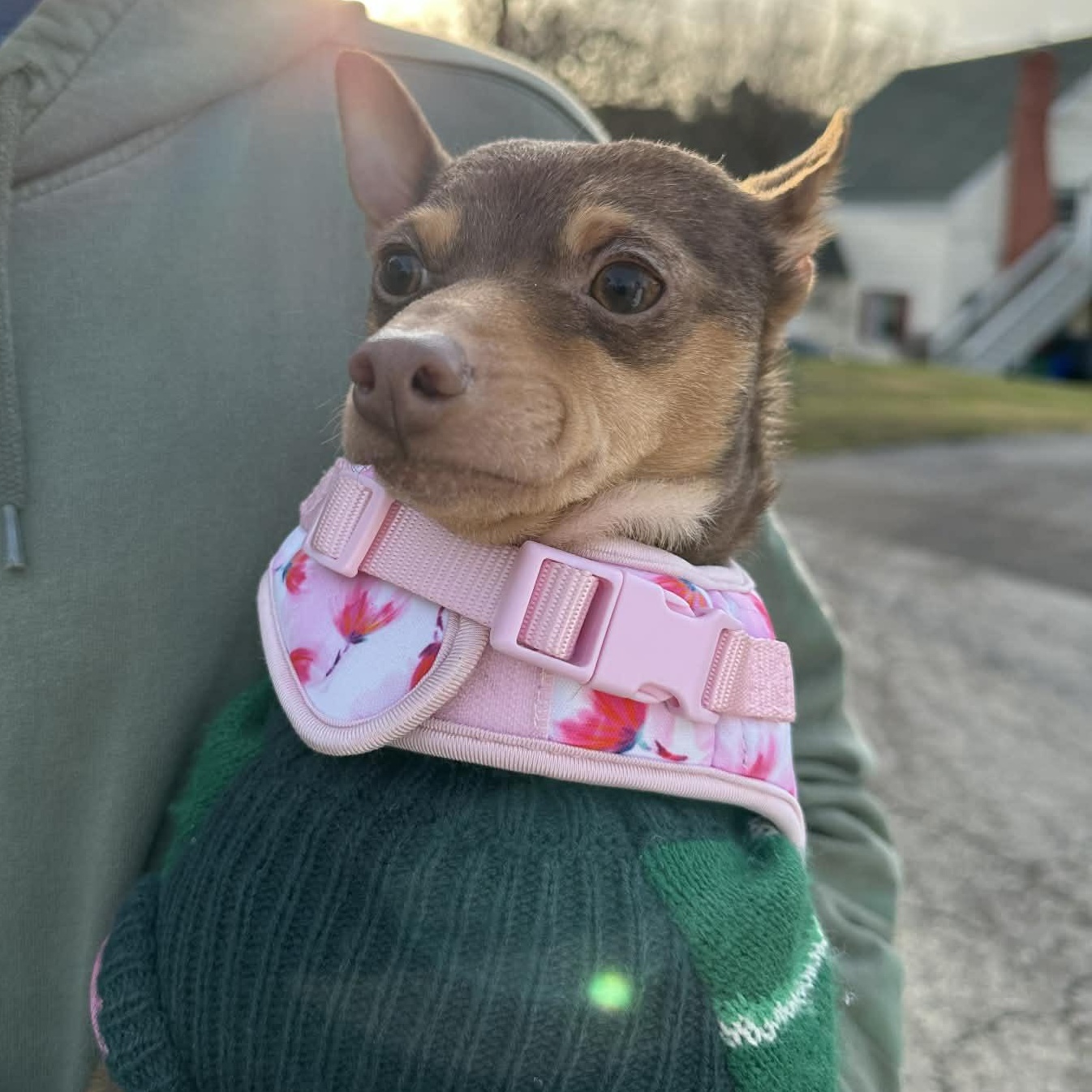 Enlarge Holly, an adopted mixed breed in Falls Church, VA image 6/6
