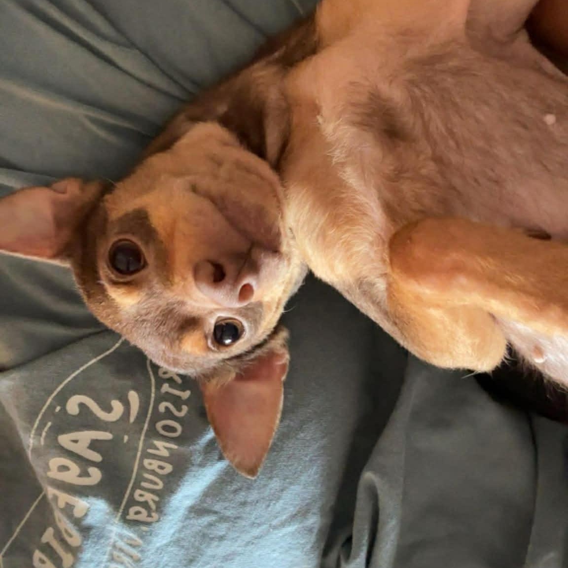 Enlarge Holly, an adopted mixed breed in Falls Church, VA image 5/6