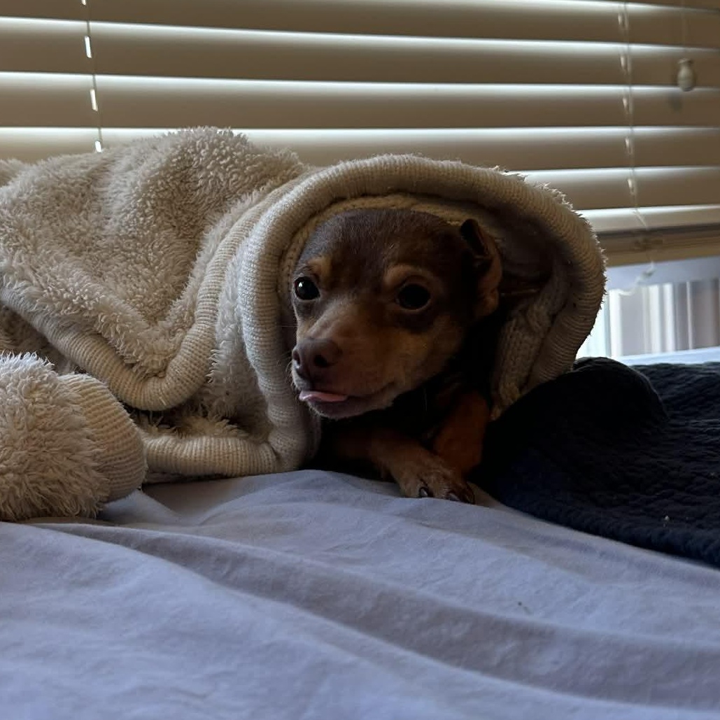 Enlarge Holly, an adopted mixed breed in Falls Church, VA image 2/6