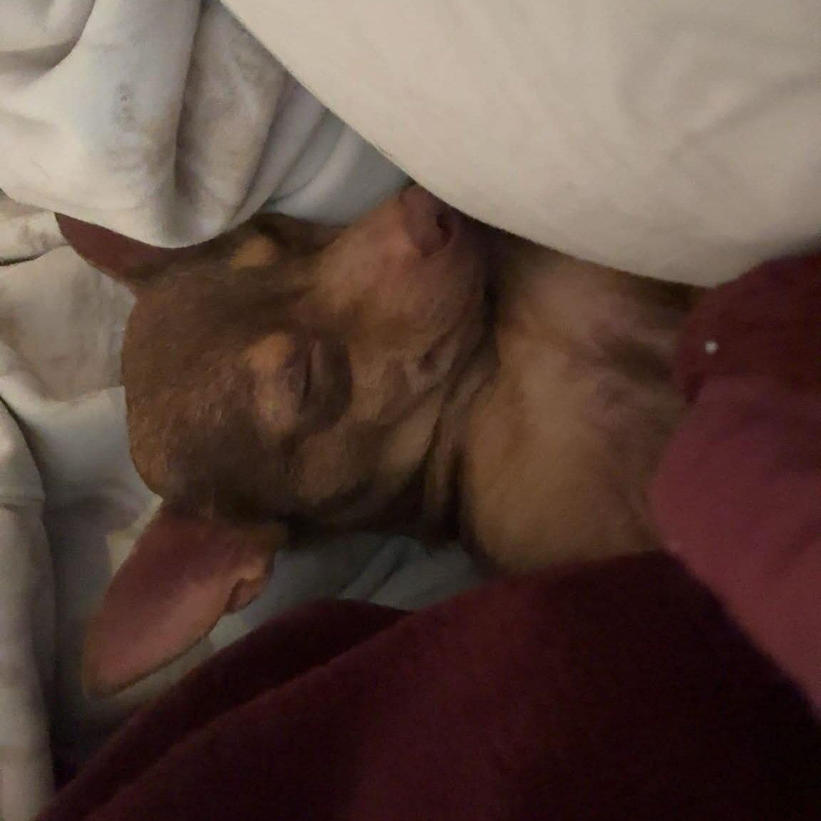 Enlarge Holly, an adopted mixed breed in Falls Church, VA image 4/6