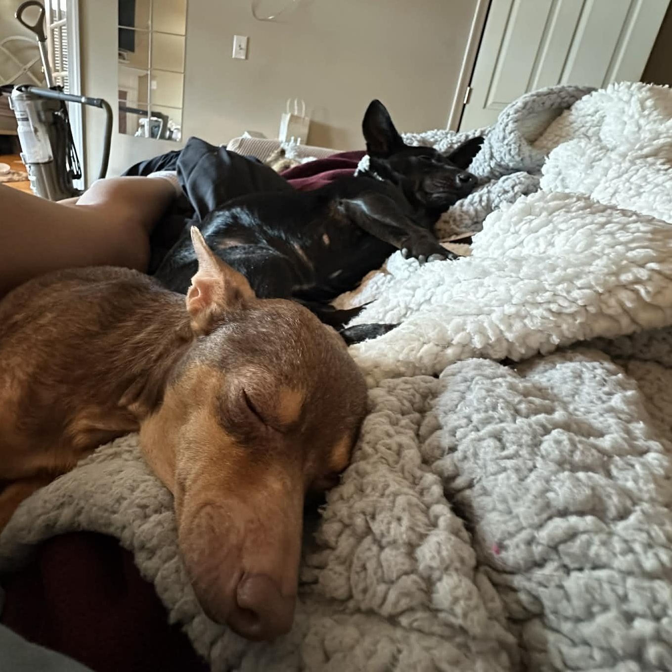 Enlarge Holly, an adopted mixed breed in Falls Church, VA image 3/6