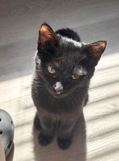 Eamon, a ADOPTABLE Domestic Short Hair in Elk Grove, CA image 2/3