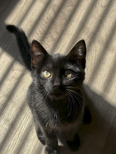 Eamon, ADOPTABLE, Kitten Male Domestic Short Hair.