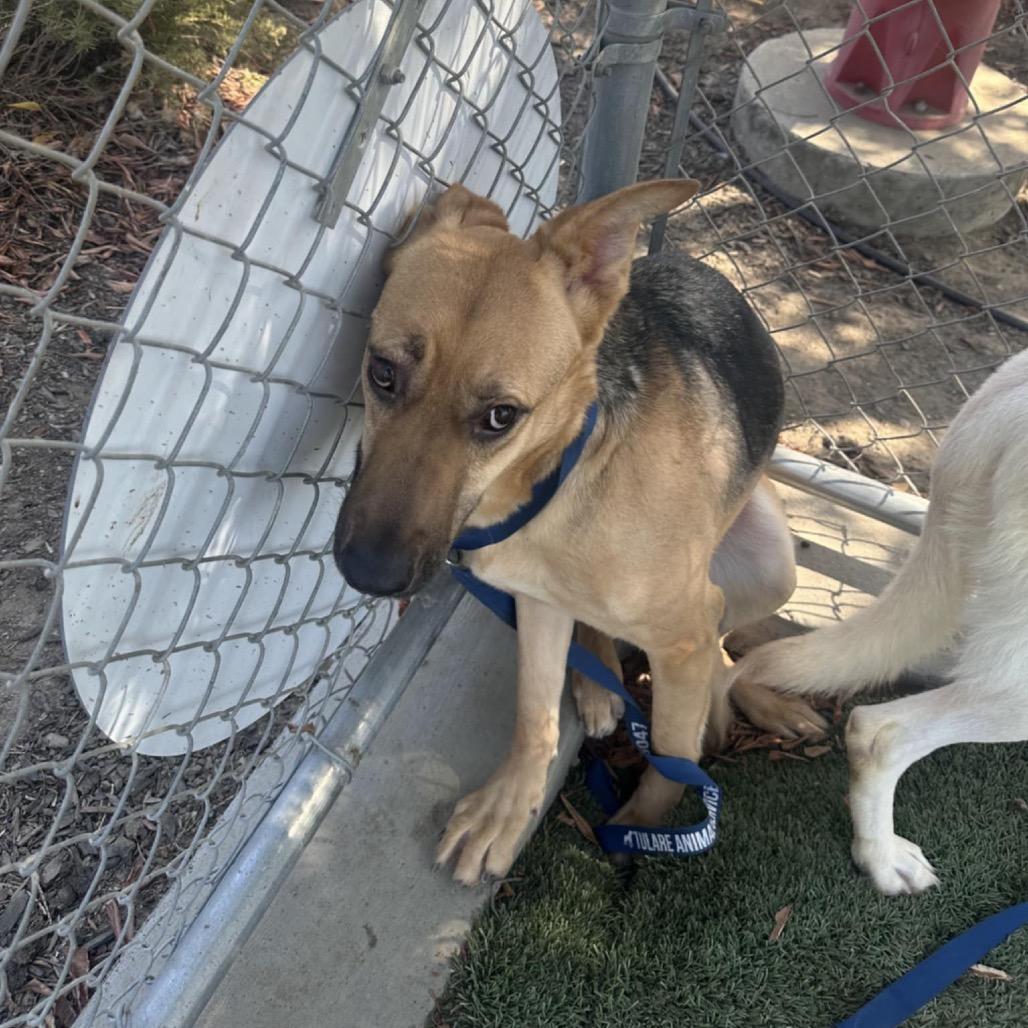 Marianne, a Adoptable mixed breed in Bend, OR image 1/4