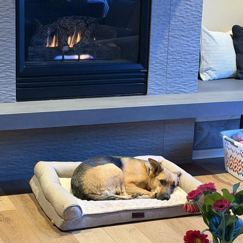 Enlarge Marianne, a Adoptable mixed breed in Bend, OR image 2/6